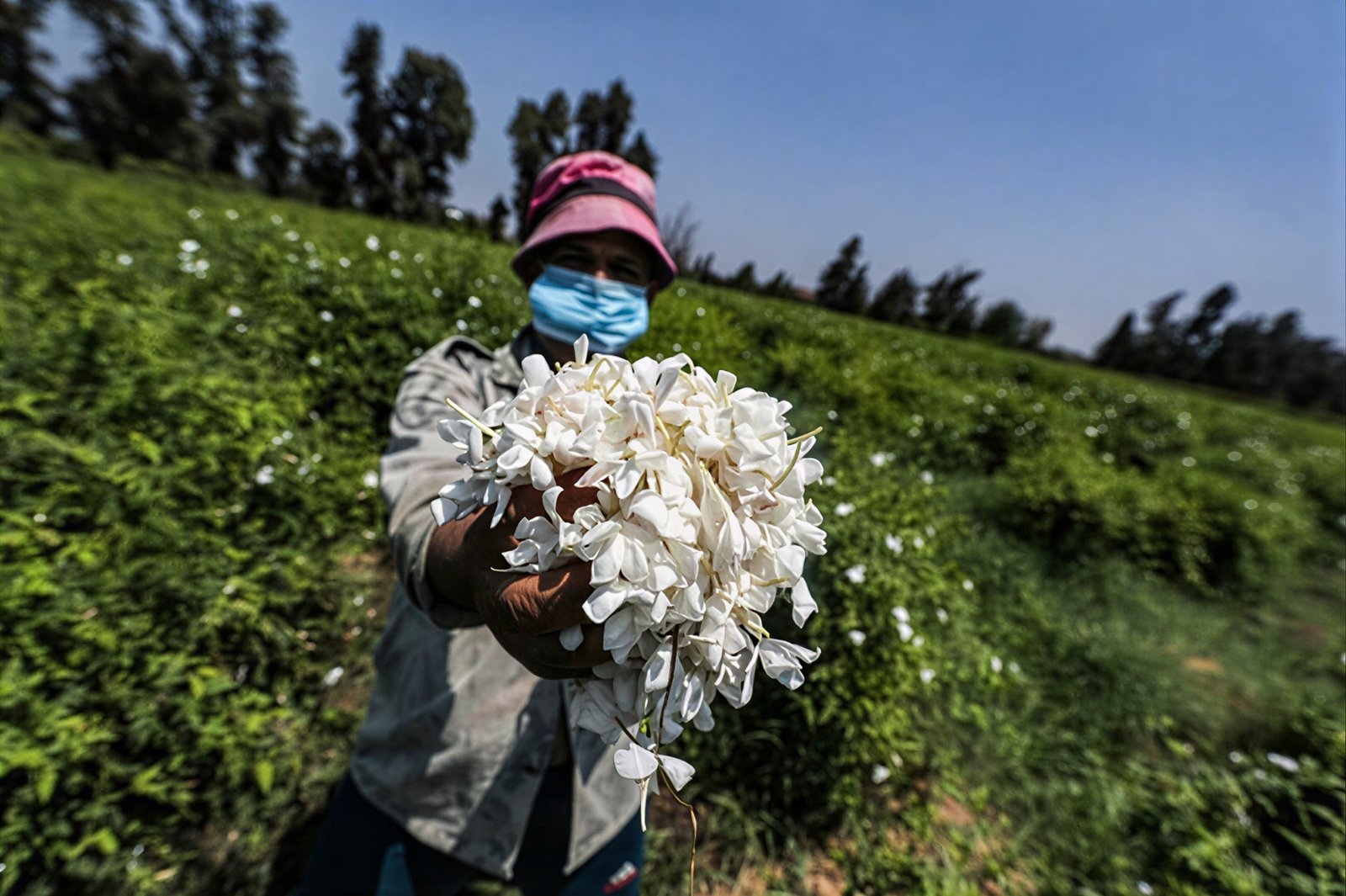 Egypt Aromatic farmer holding fresh jasmine harvest in Gharbia